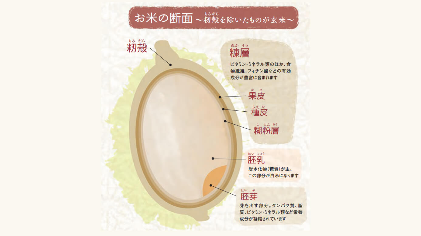 玄米の断面